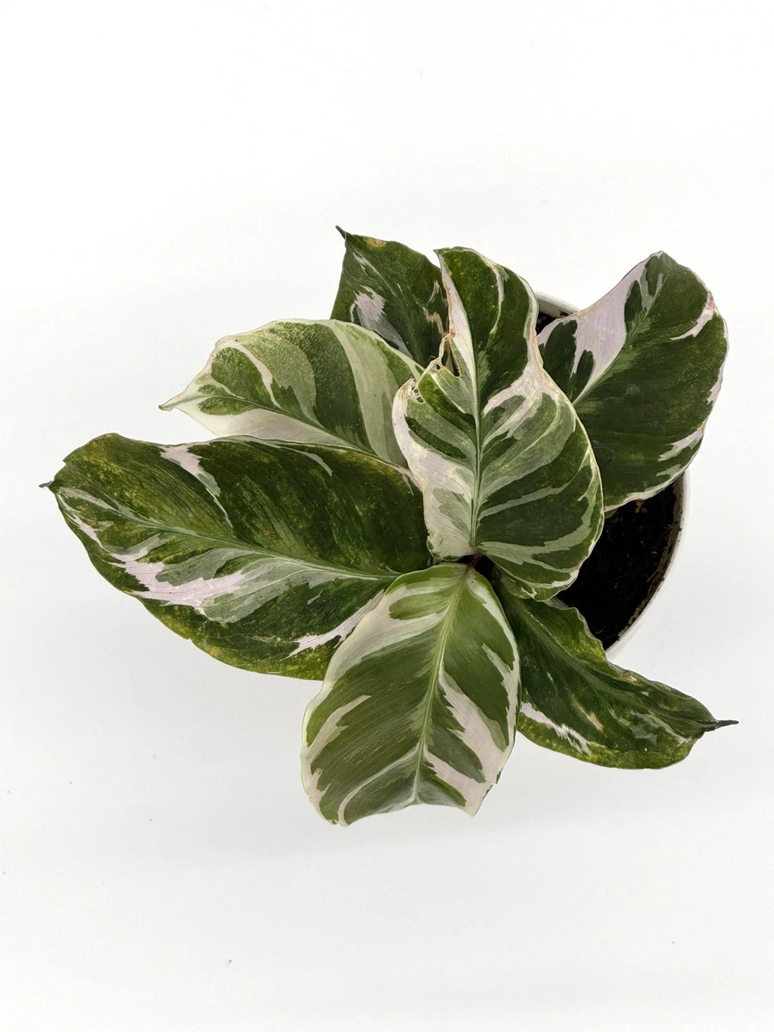 Calathea &