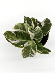 Calathea 'White Fusion' (4" Self-Watering Pot) – Nursery pot