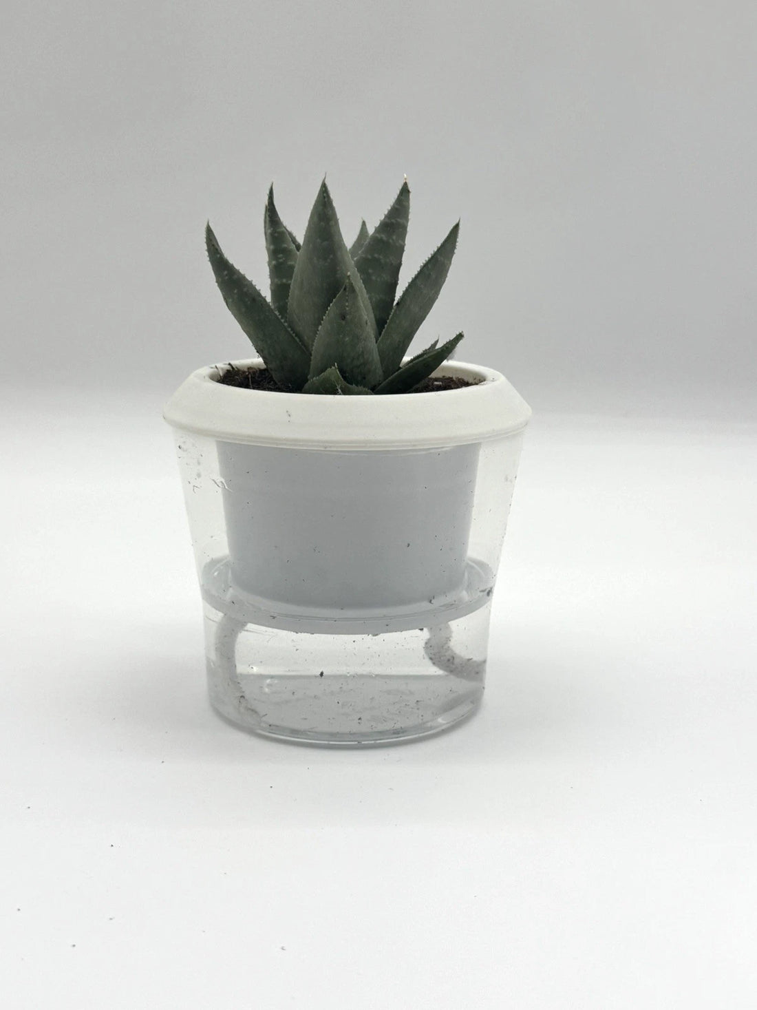 Haworthia Savanna Succulent - Premium Indoor Plant