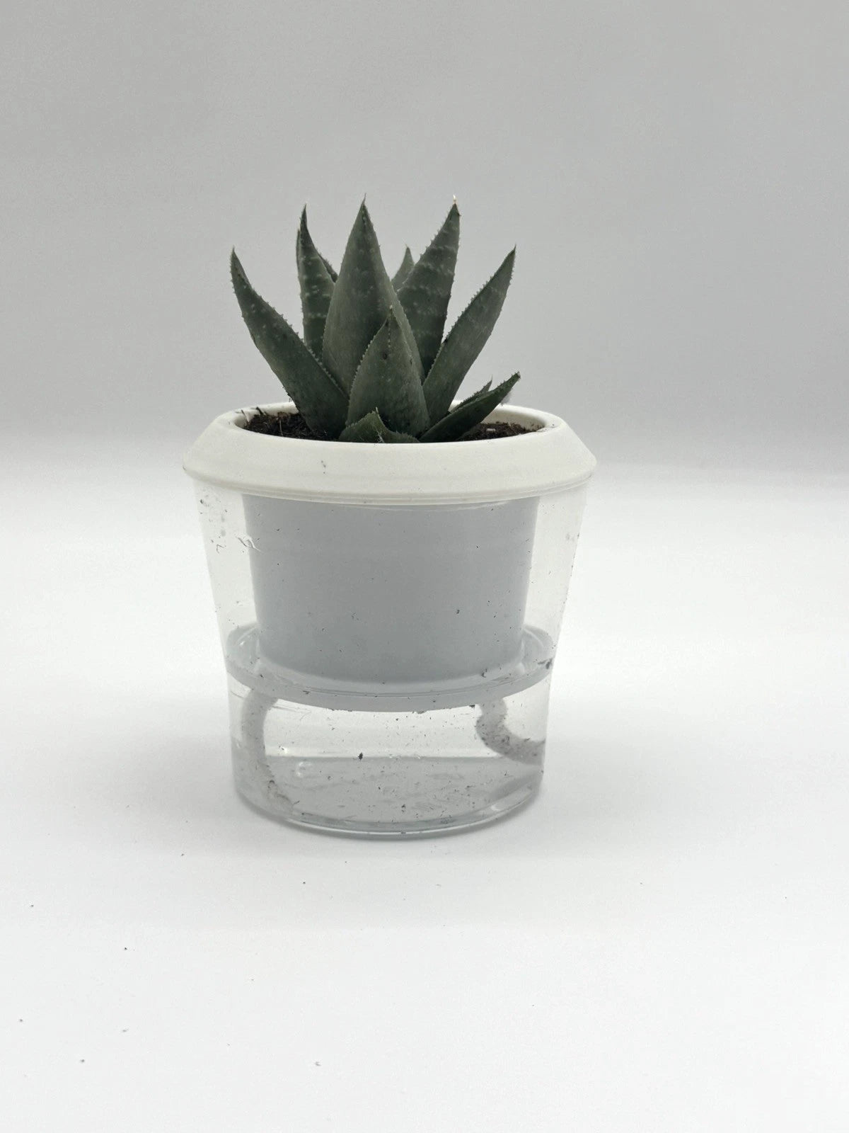 Haworthia Savanna Succulent - Premium Indoor Plant
