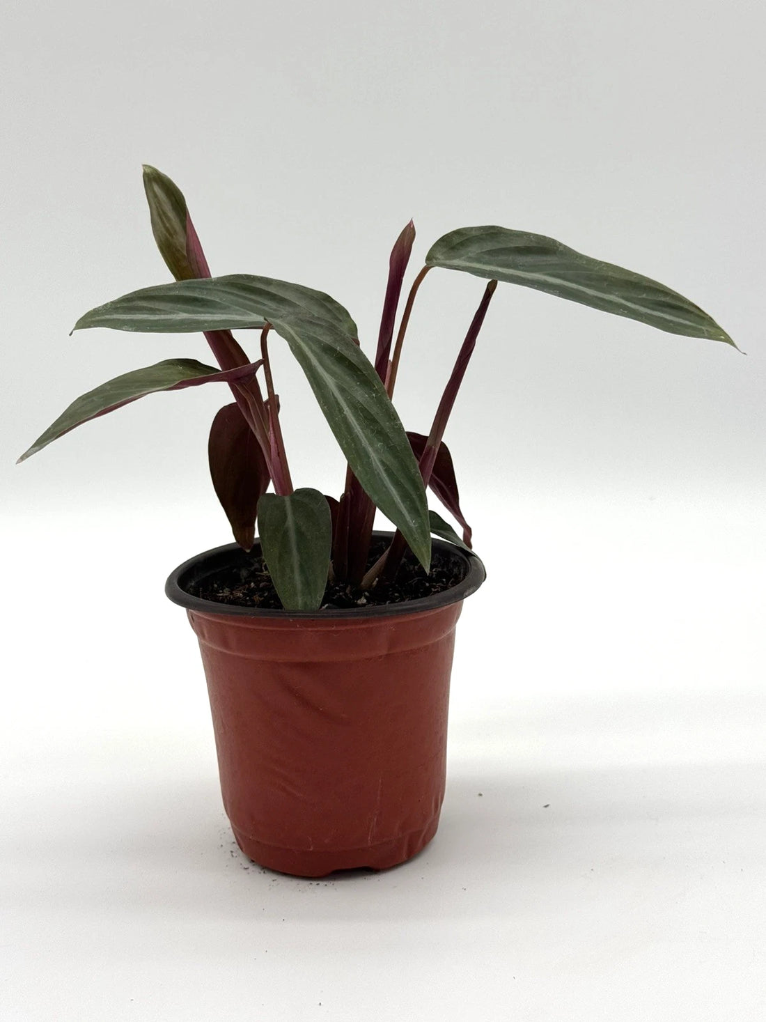 Calathea Stromanthe Sanguinea