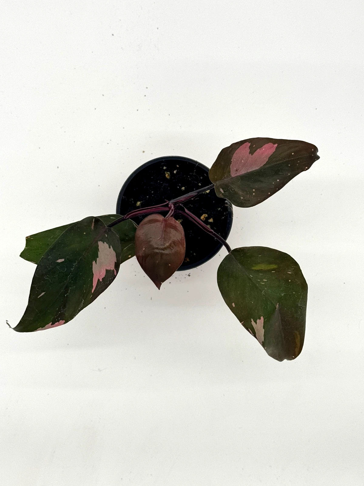 Philodendron Pink Princess