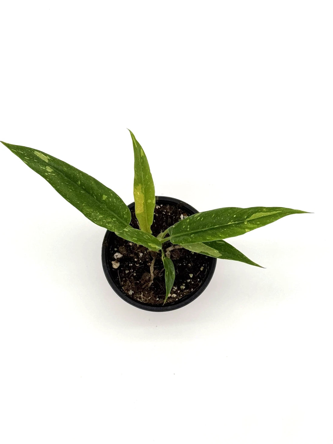 Philodendron Ring of Fire
