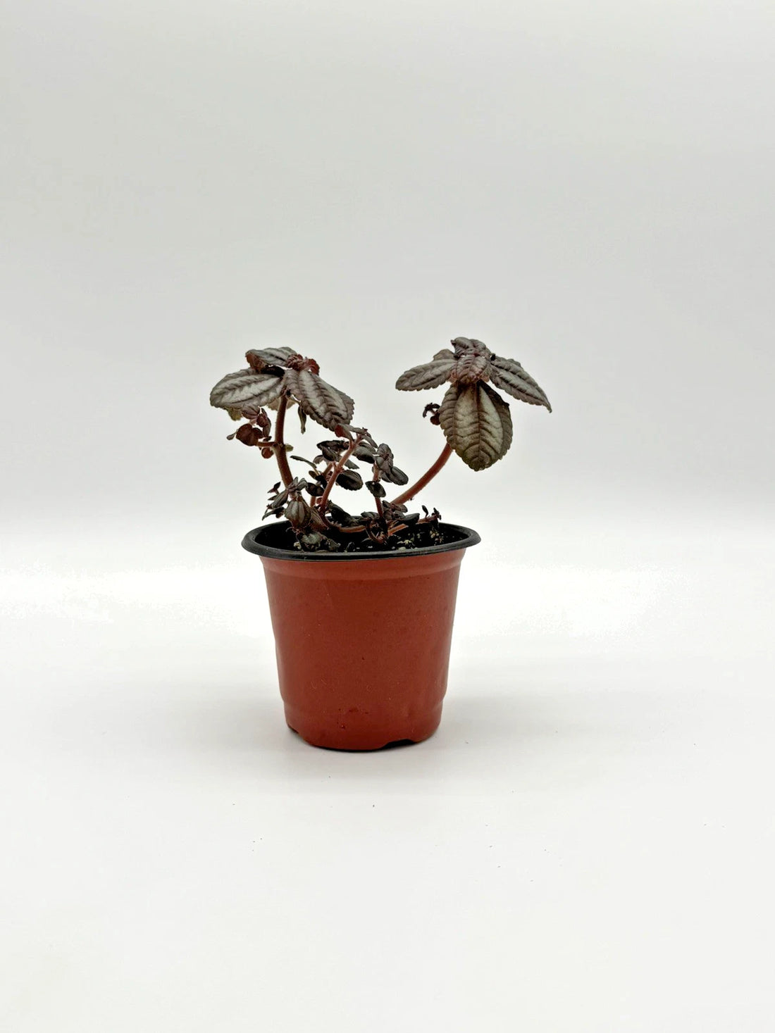 Pilea Involucrata - Friendship Plant