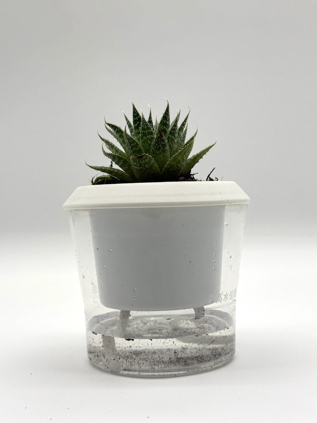 Aristaloe aristata &