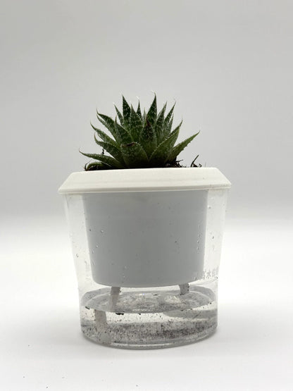 Aristaloe aristata &