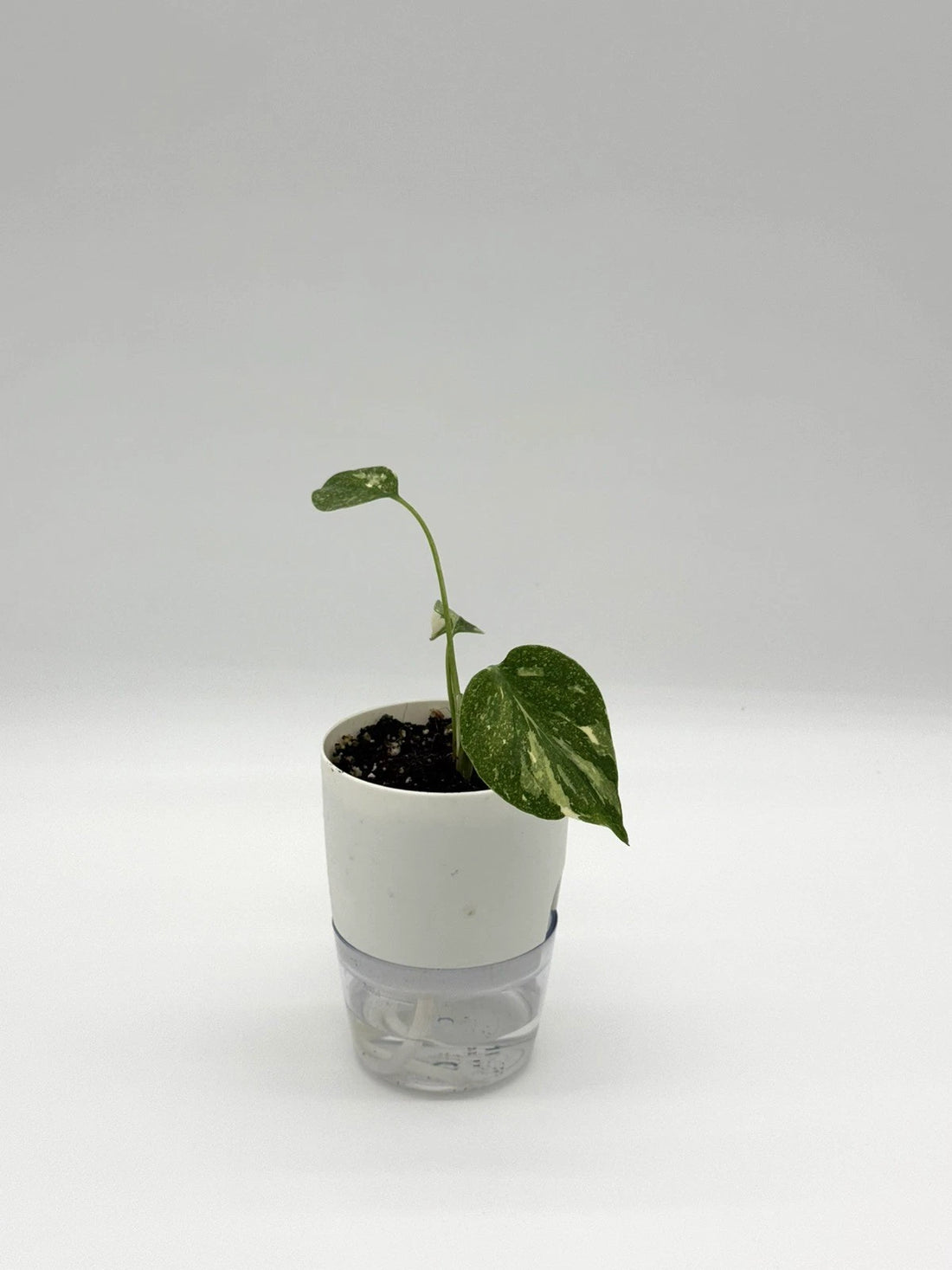 Monstera Thai Constellation (4&quot; Self-Watering Pot)