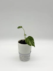 Monstera Thai Constellation (4" Self-Watering Pot) – Nursery pot