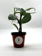 Philodendron Silver Sword – 4-Inch Pot