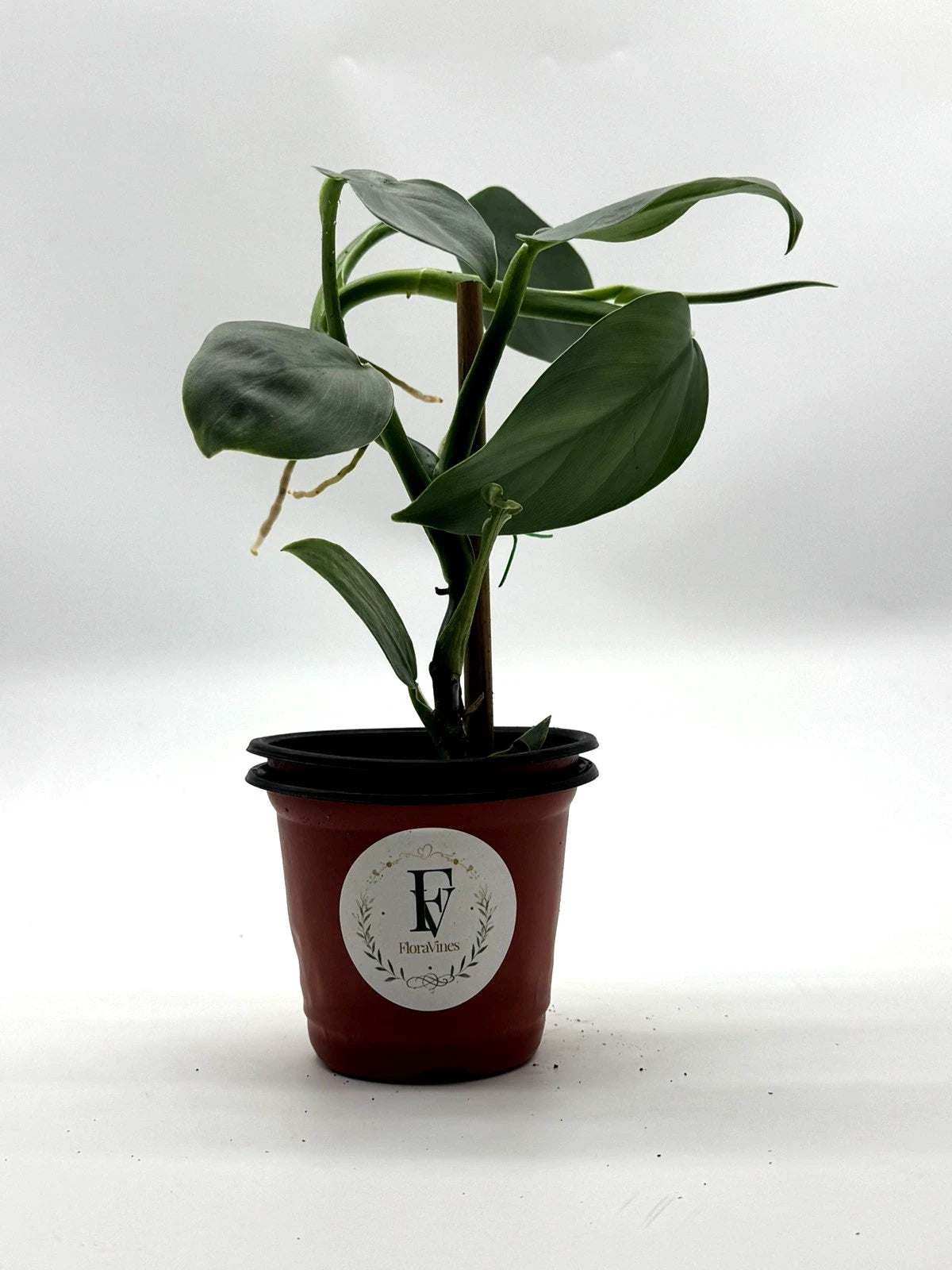 Philodendron Silver Sword