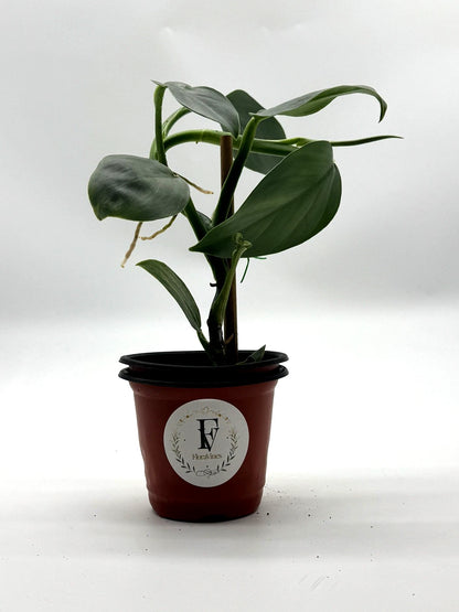 Philodendron Silver Sword