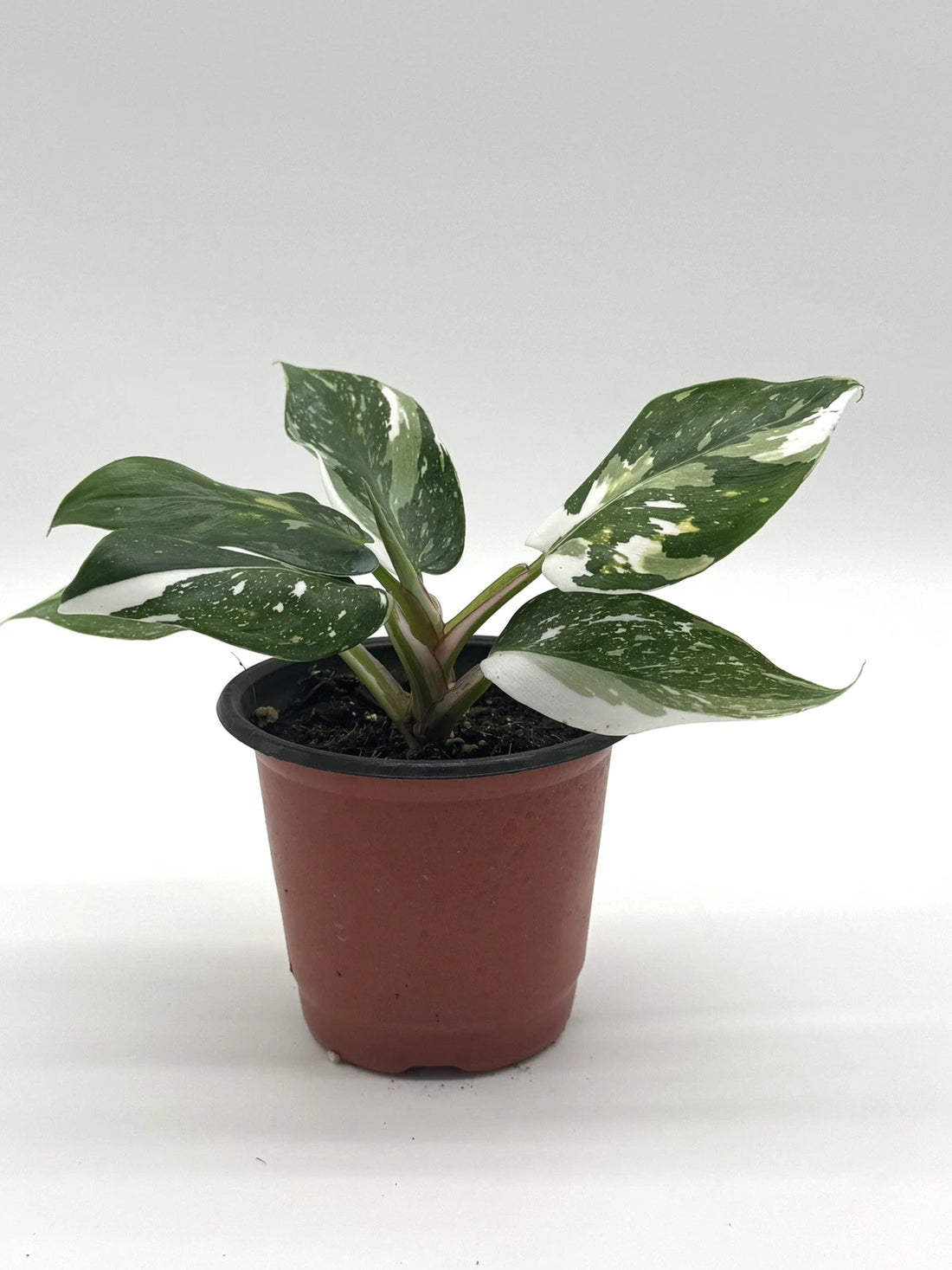 Philodendron White Princess