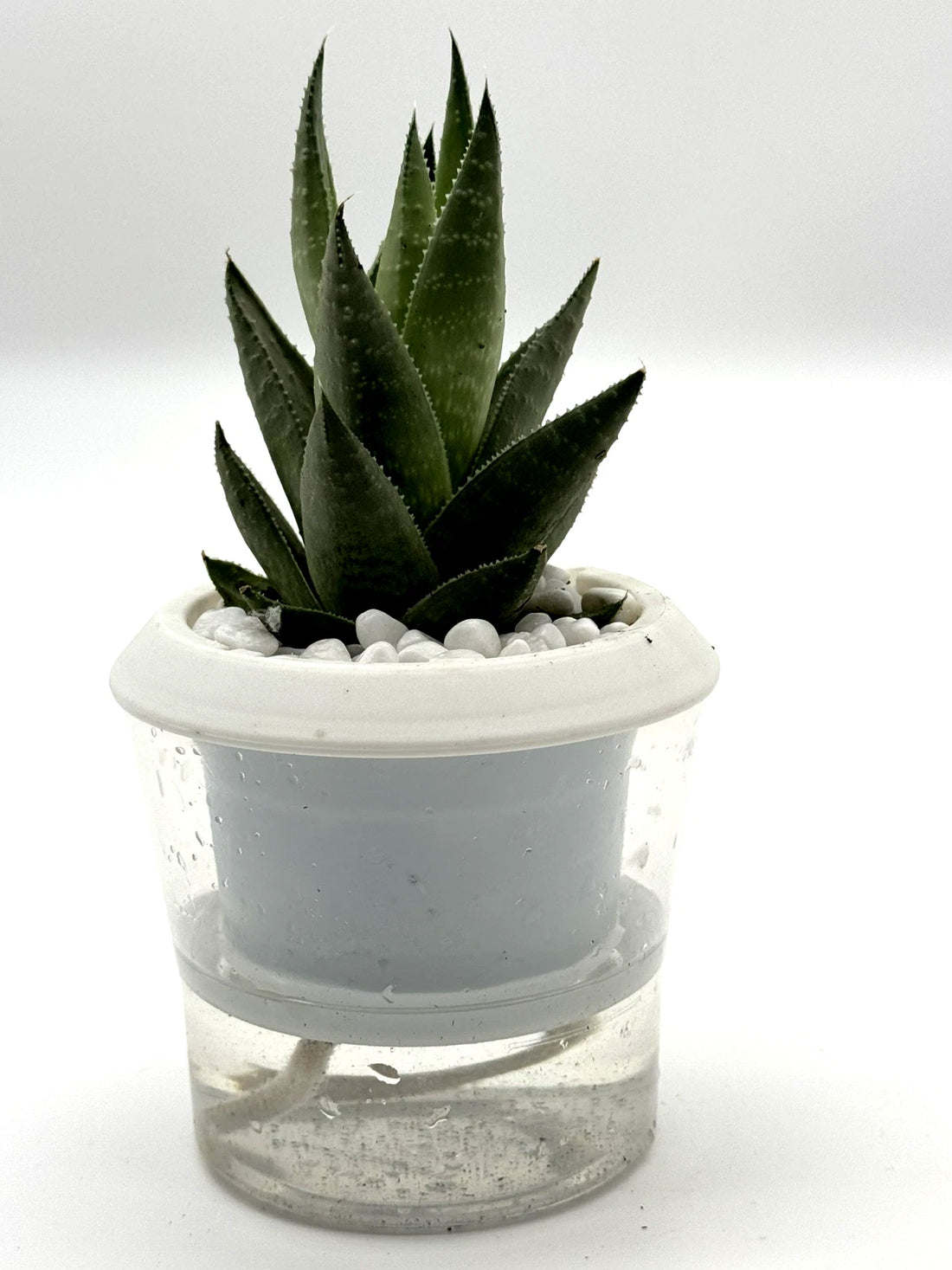 Haworthia Savanna Succulent - Premium Indoor Plant