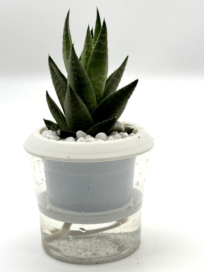 Haworthia Savanna Succulent - Premium Indoor Plant