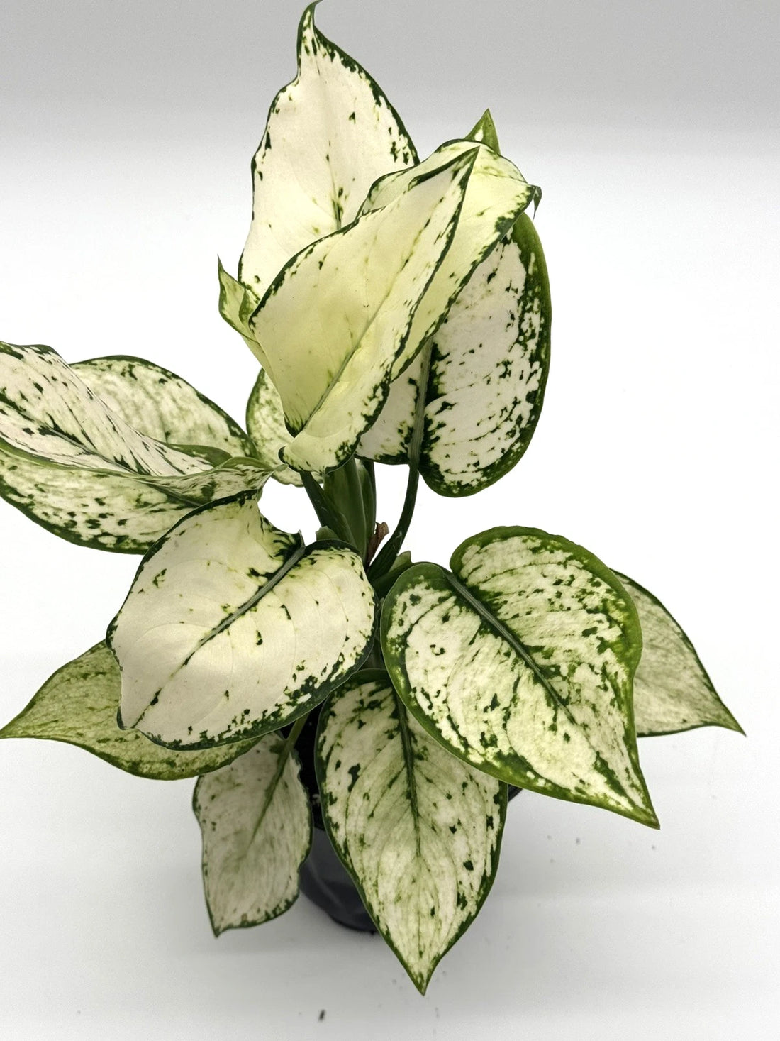 Aglaonema Paragon