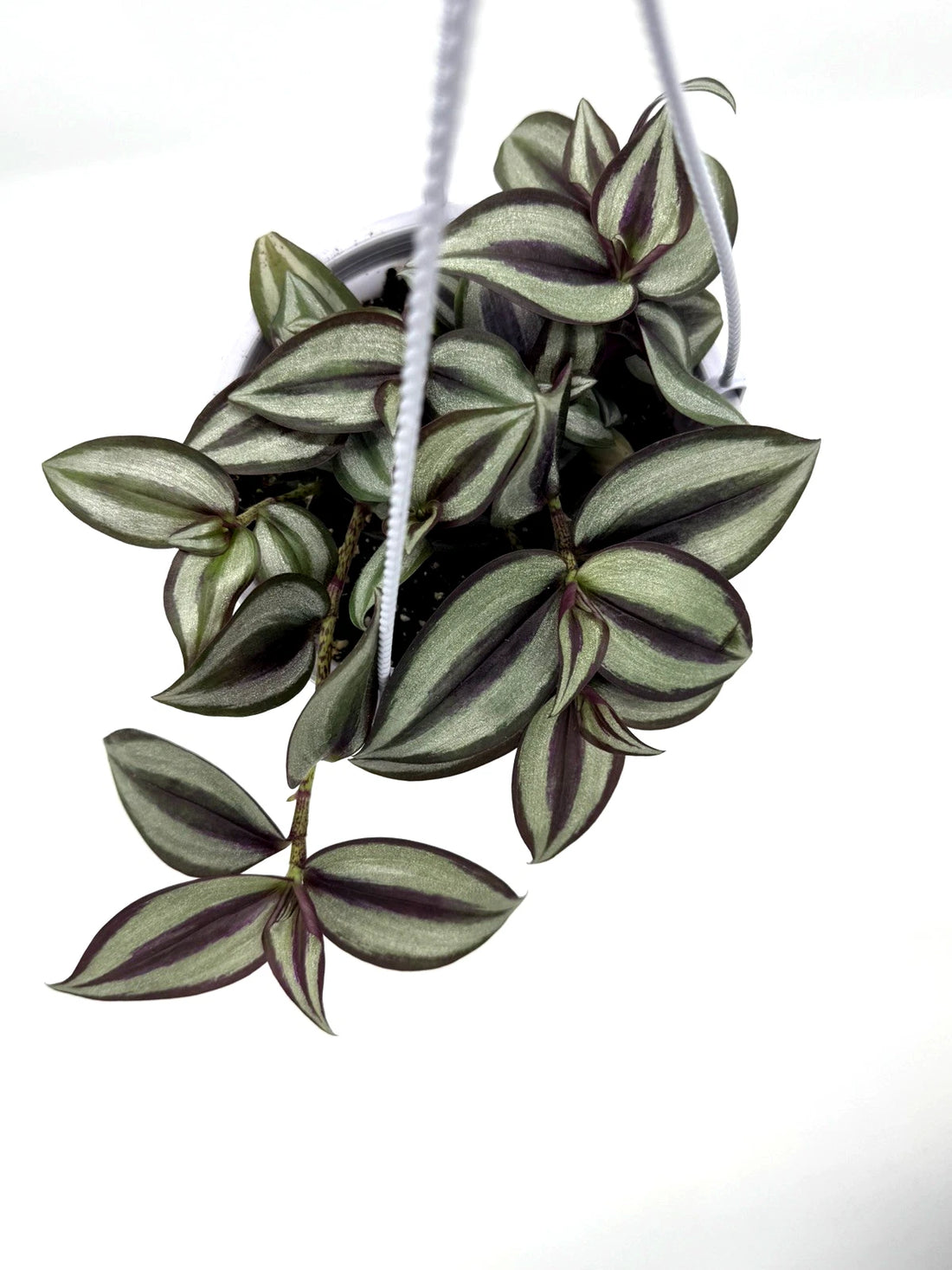 Tradescantia Zebrina