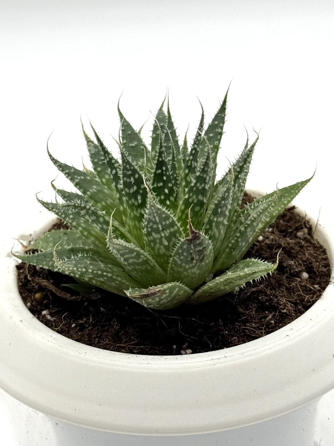 Aristaloe aristata &