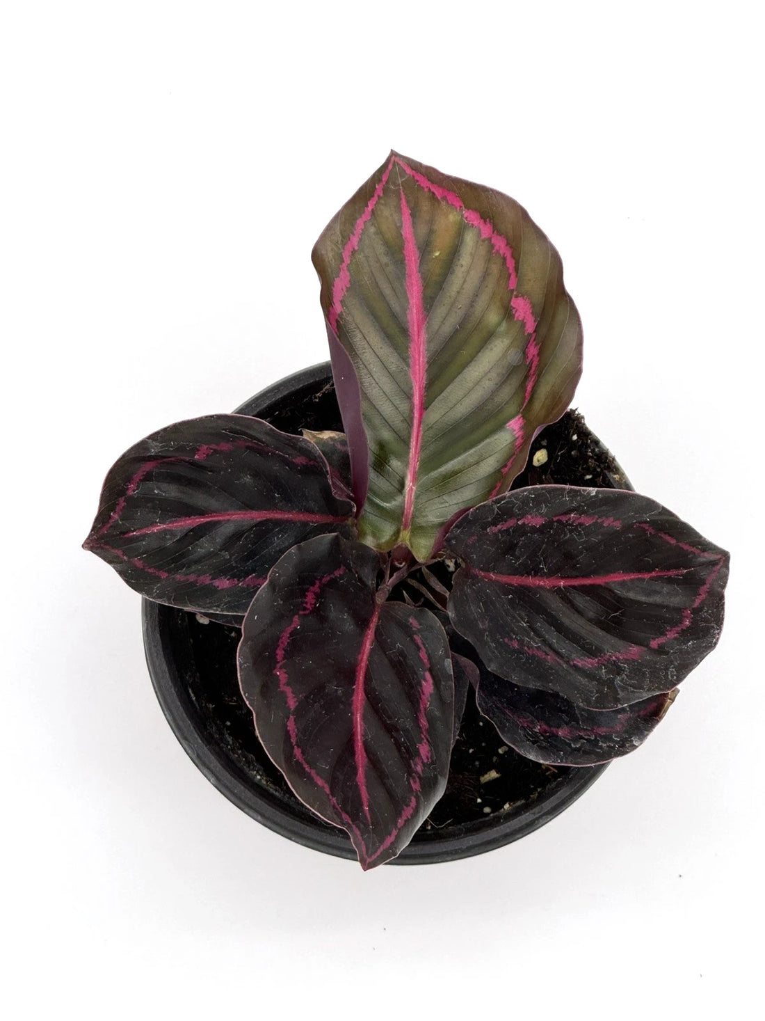 Calathea Roseopicta Dottie