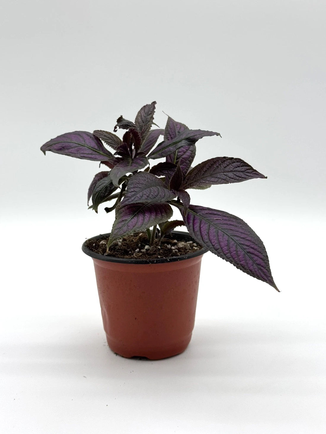 Strobilanthes dyerianus Persian Shield