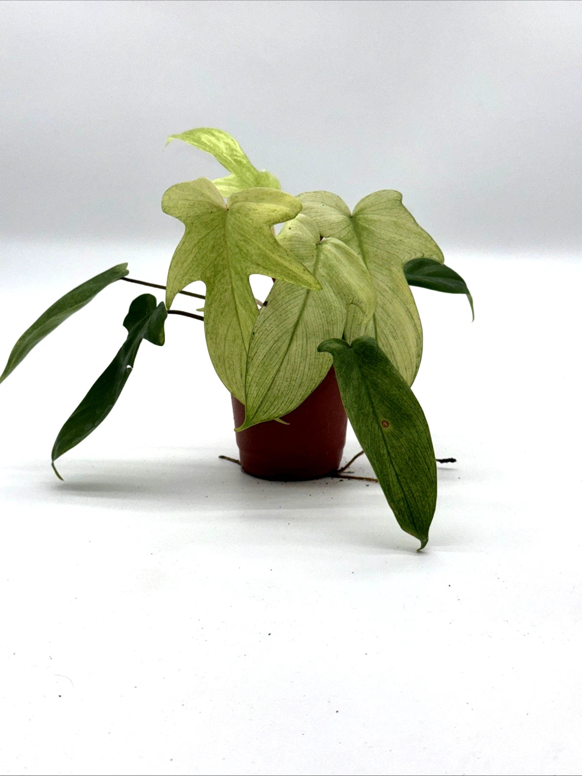 Philodendron Florida Ghost Mint - Rare Variegated Houseplant