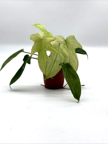 Philodendron Florida Ghost Mint - Rare Variegated Houseplant