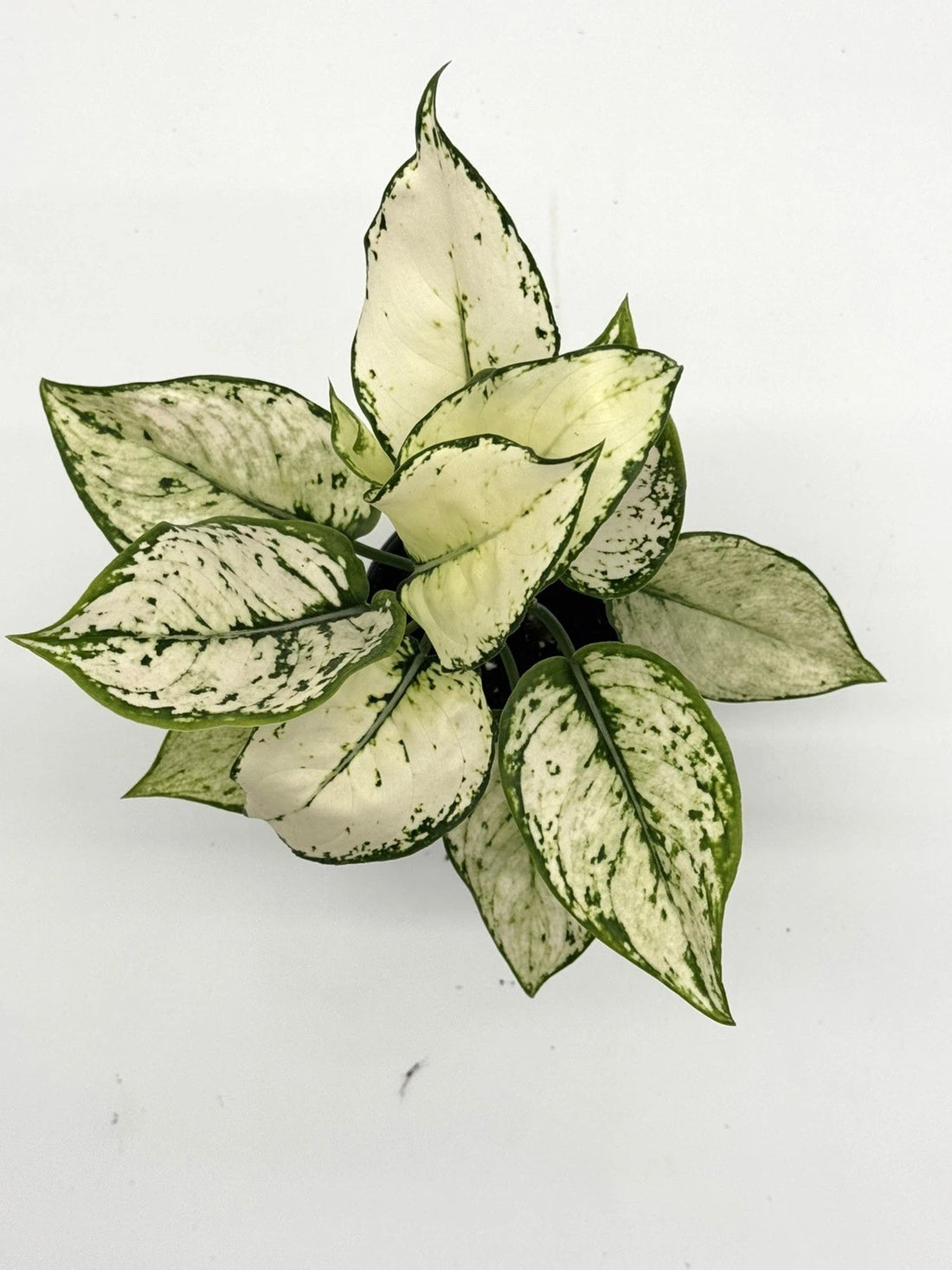 Aglaonema Paragon