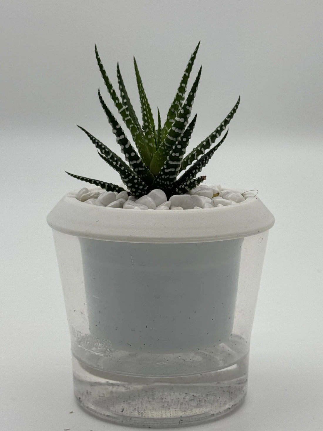 Succulent Haworthia attenuata Zebra