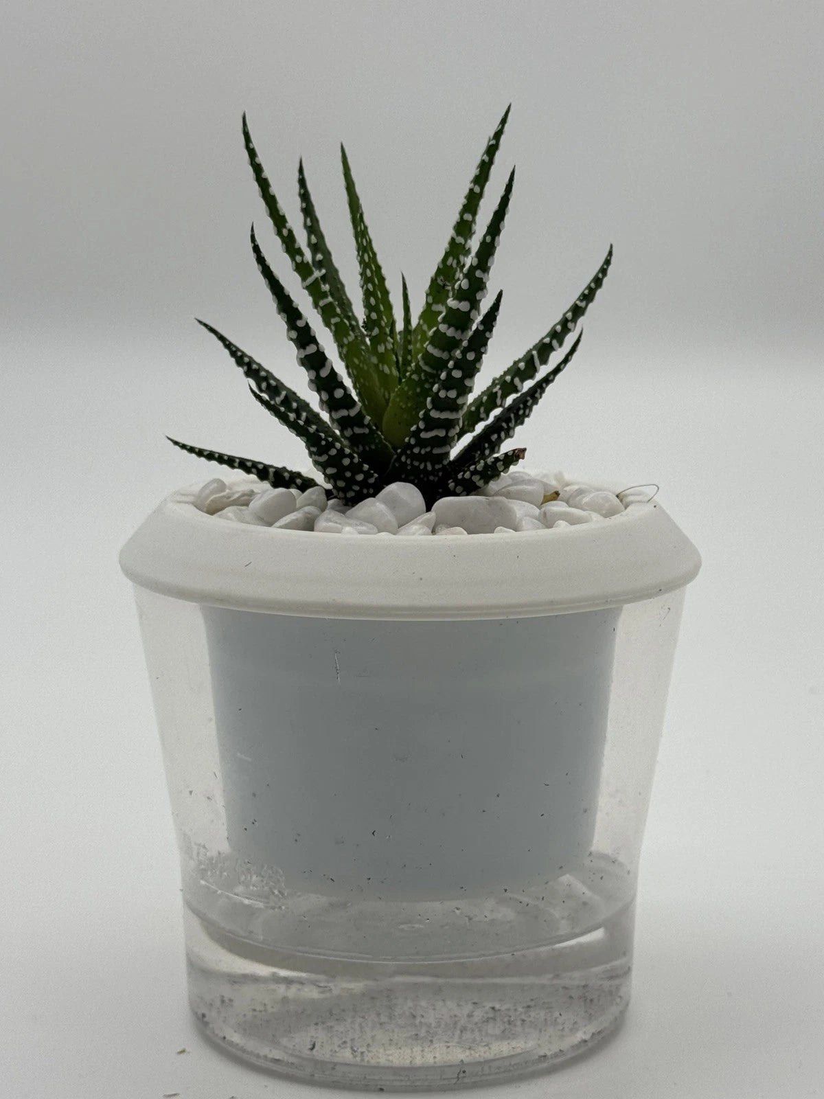 Succulent Haworthia attenuata Zebra