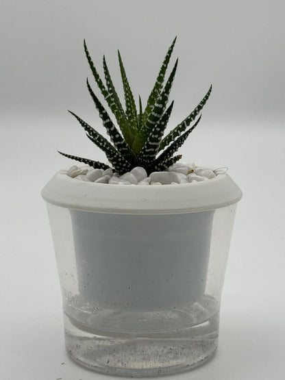 Succulent Haworthia attenuata Zebra