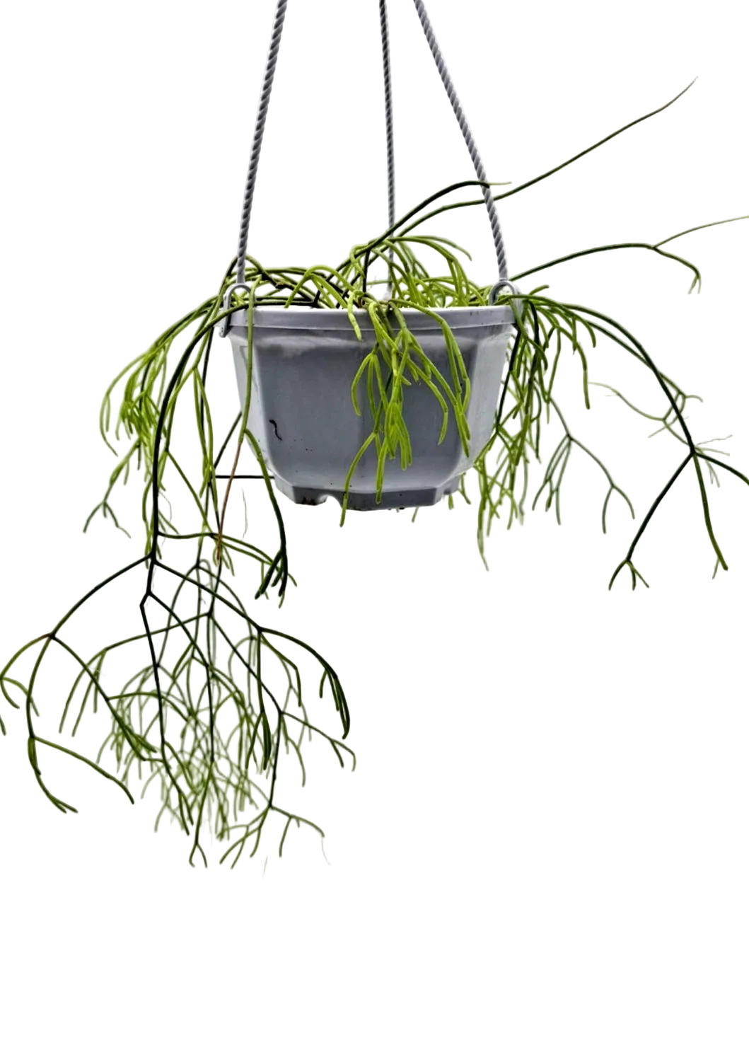 Rhipsalis Mistletoe Cactus Live Plant – 5" Hanging Basket, Trailing Houseplant