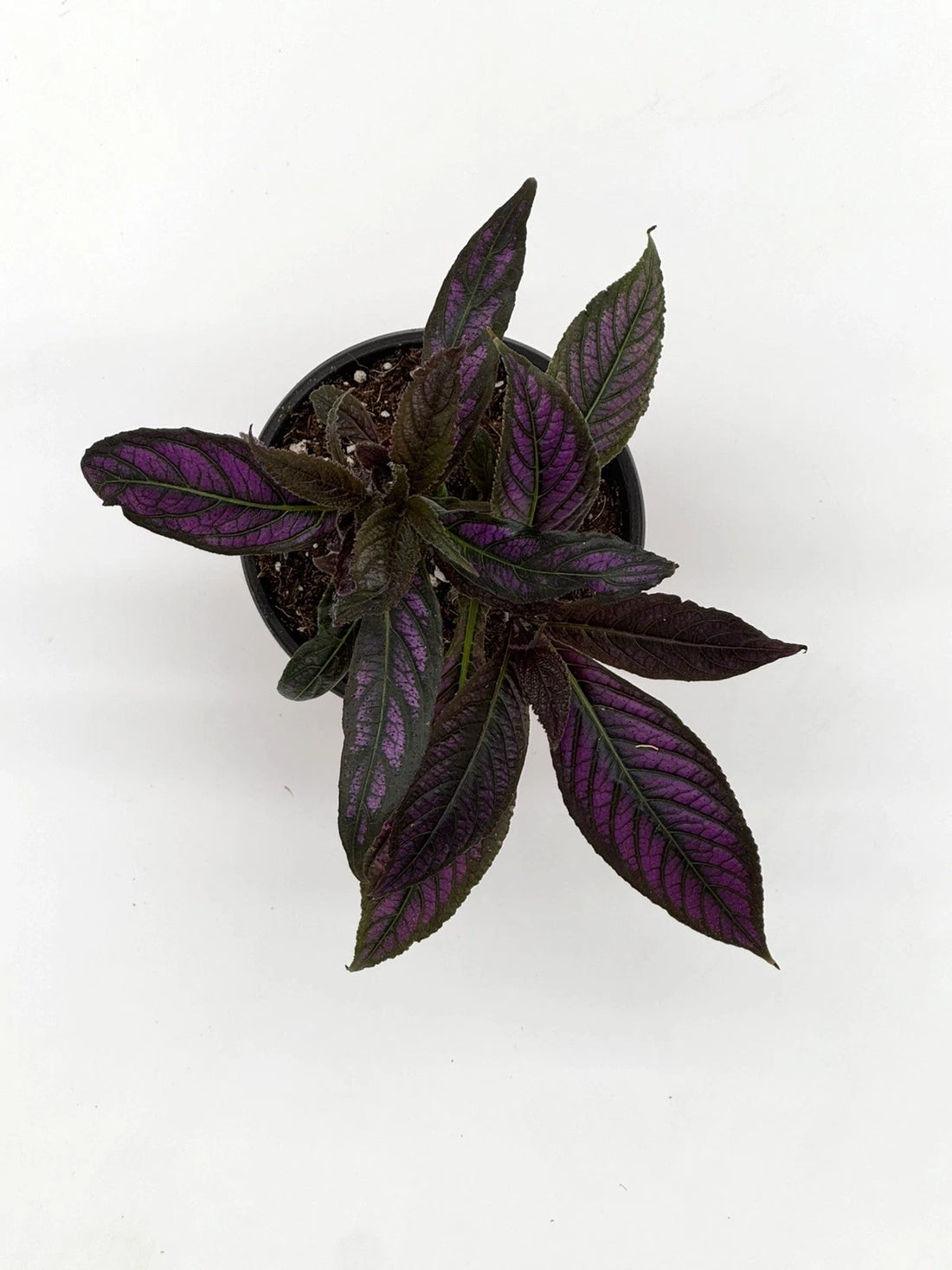 Strobilanthes dyerianus Persian Shield