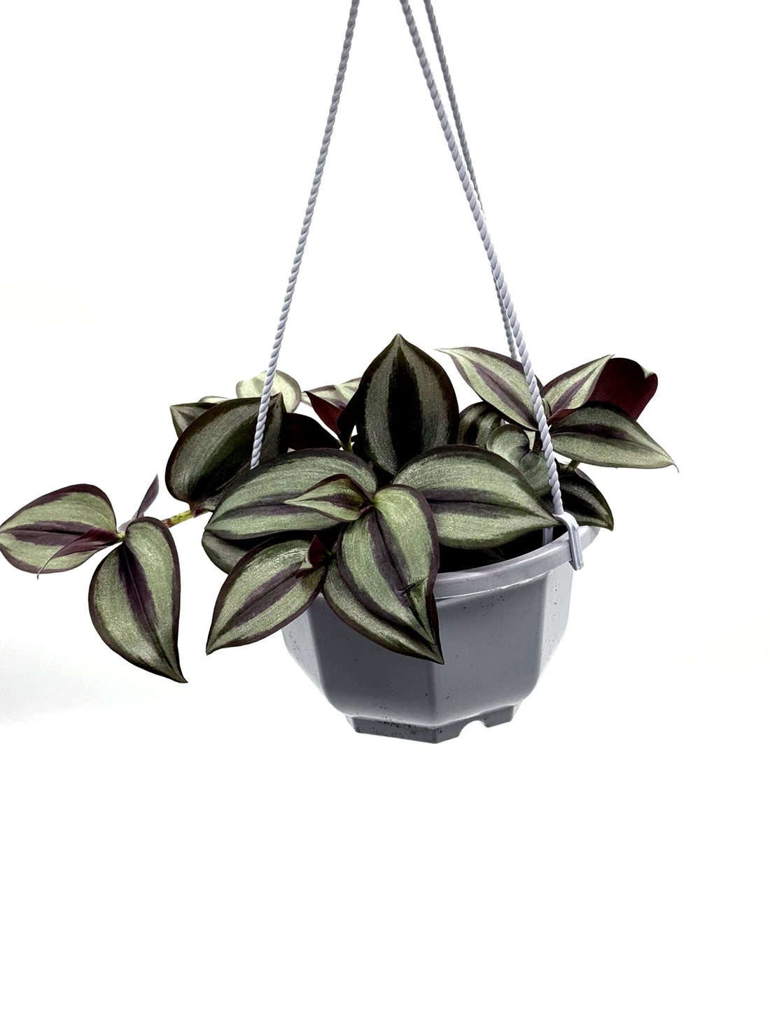 Tradescantia Zebrina