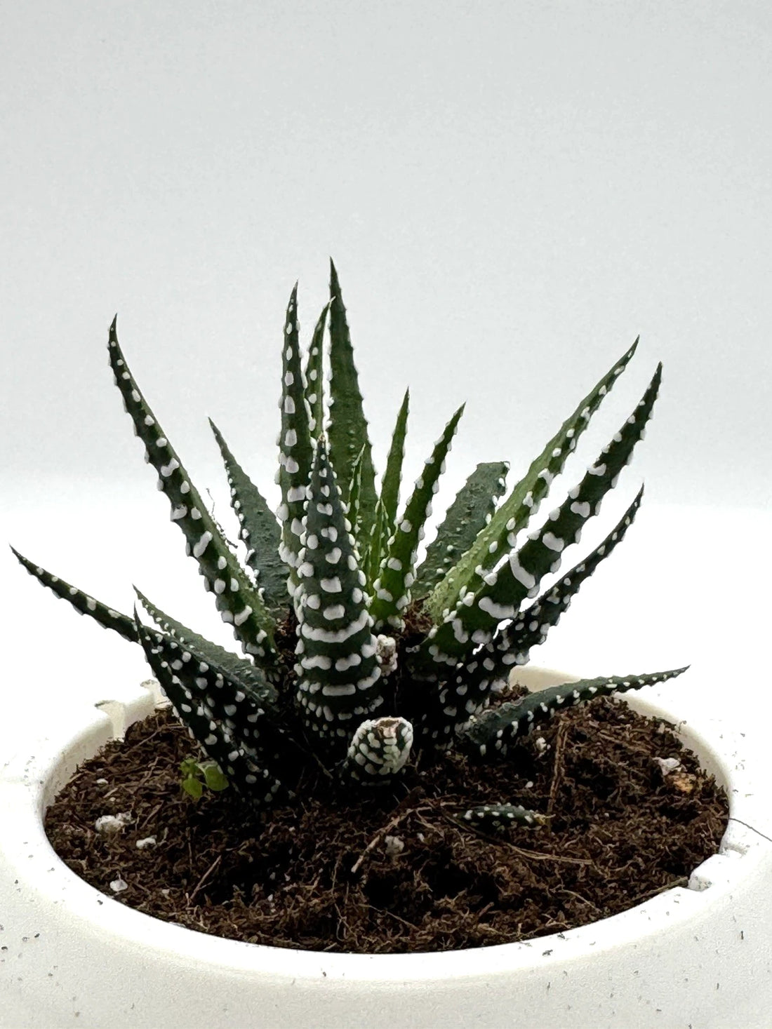 Succulent Haworthia attenuata Zebra