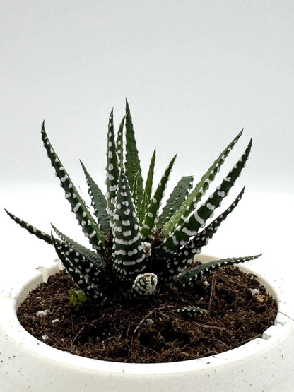 Succulent Haworthia attenuata Zebra