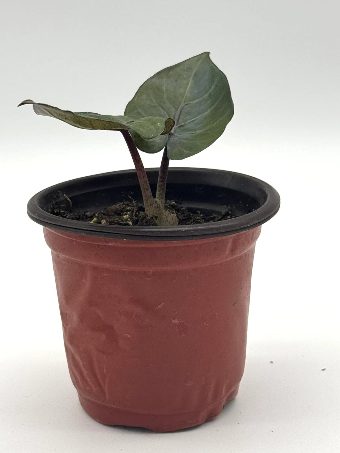 Alocasia Wentii