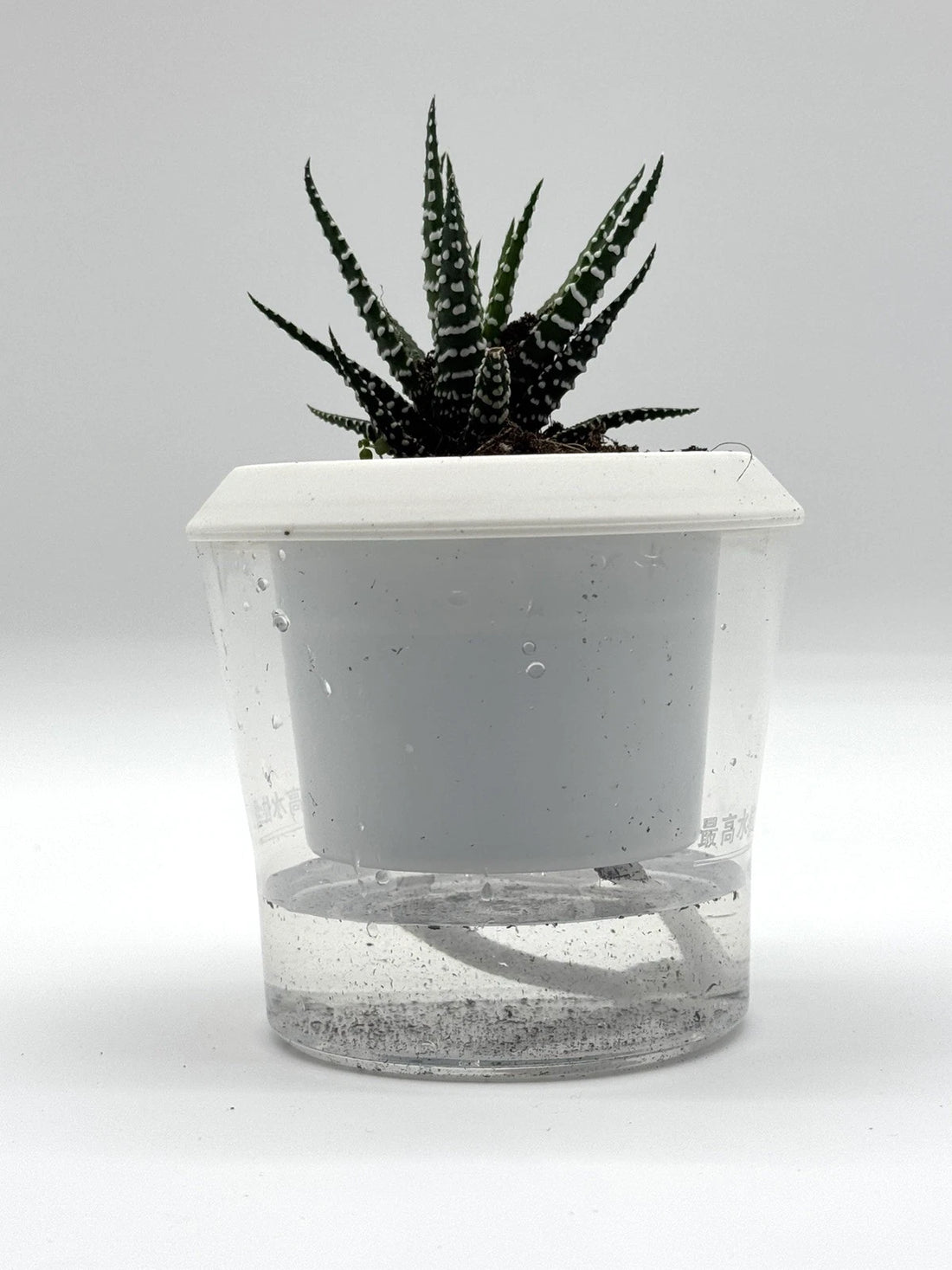 Succulent Haworthia attenuata Zebra