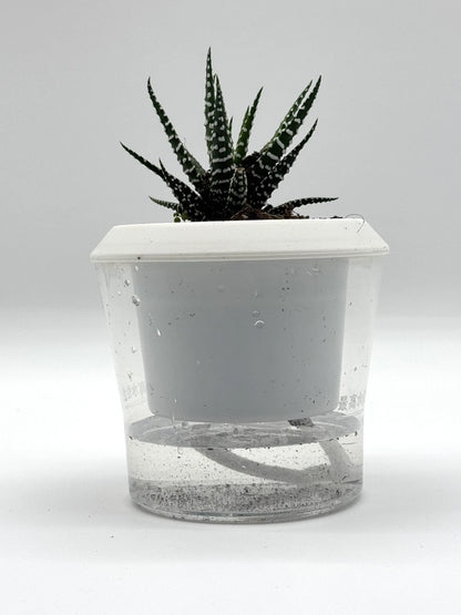 Succulent Haworthia attenuata Zebra