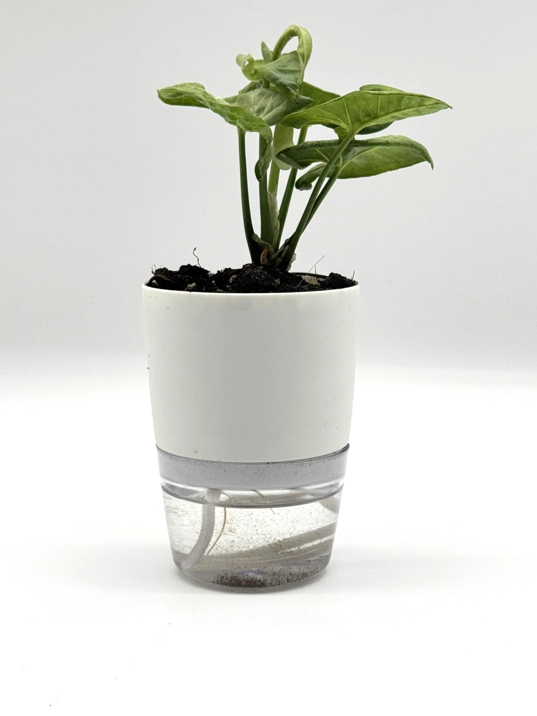 Syngonium Milk Confetti