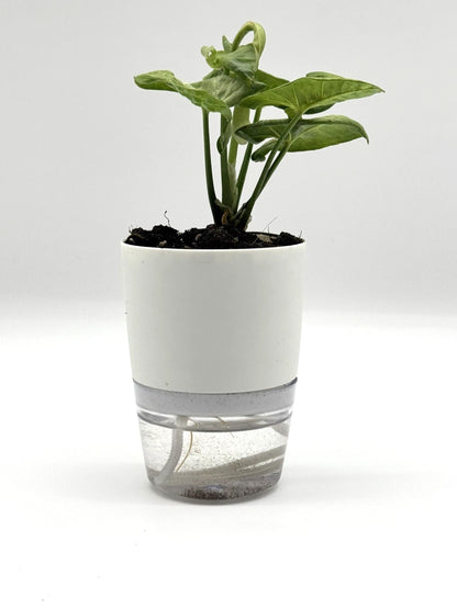 Syngonium Milk Confetti