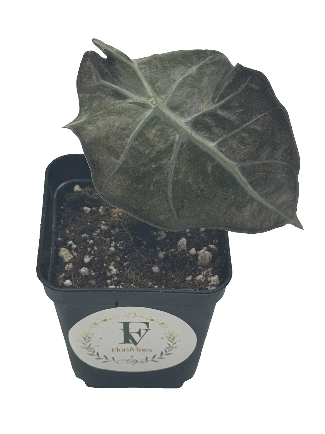 Alocasia &