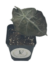 Alocasia 'Amazonica Polly Aurea' (Golden Elephant Ear) – 2.5-Inch Pot