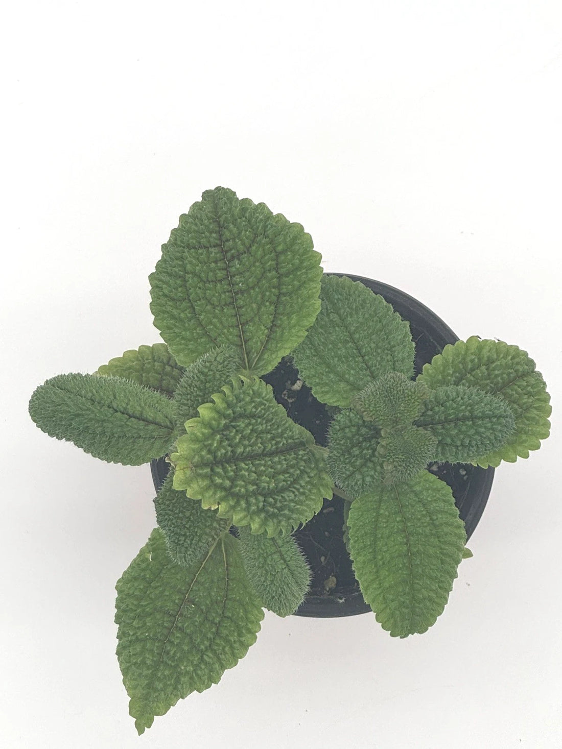 Pilea Moon Valley
