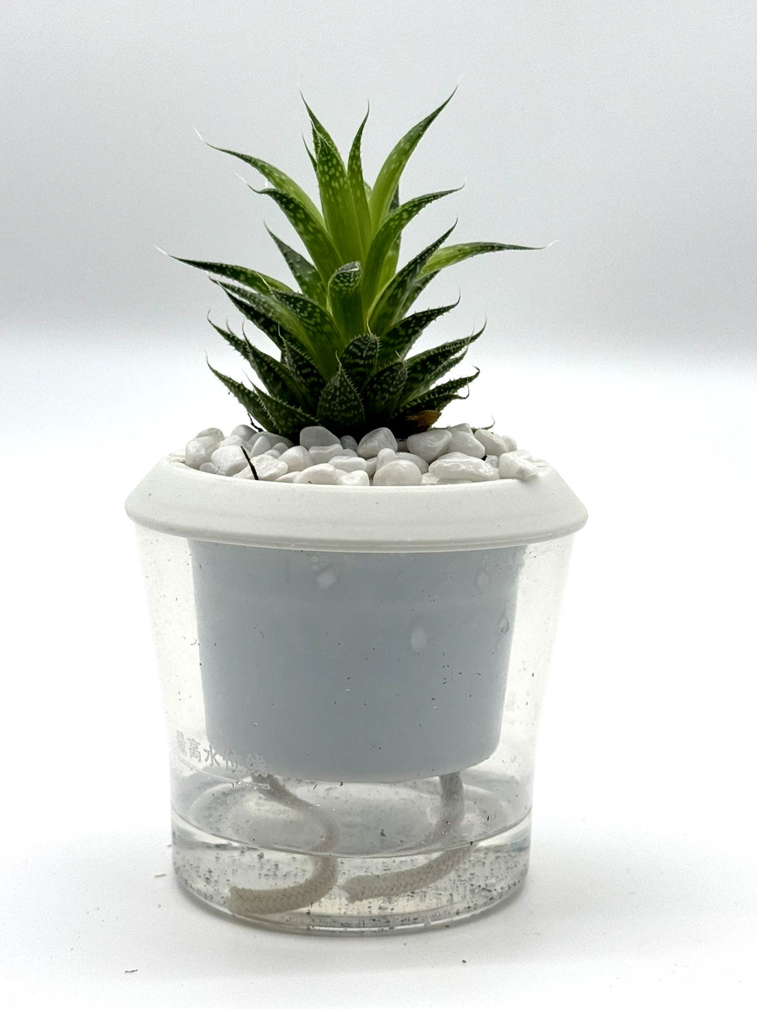 Aristaloe aristata &