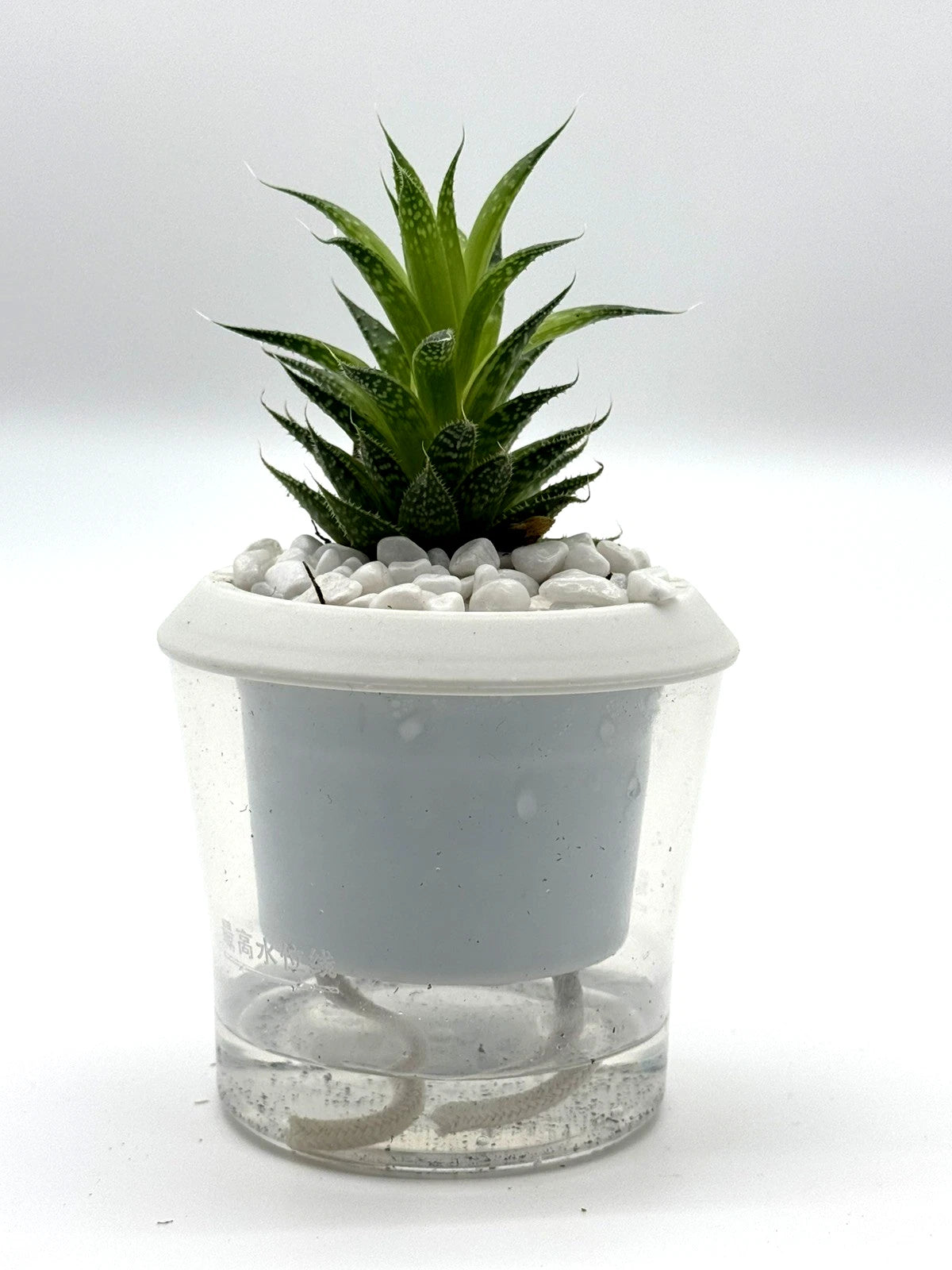 Aristaloe aristata 'Lace Aloe' – 4-Inch Pot – Self-watering / 4" Pot
