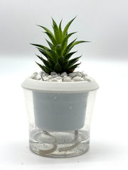 Aristaloe aristata 'Lace Aloe' – 4-Inch Pot – Self-watering / 4" Pot