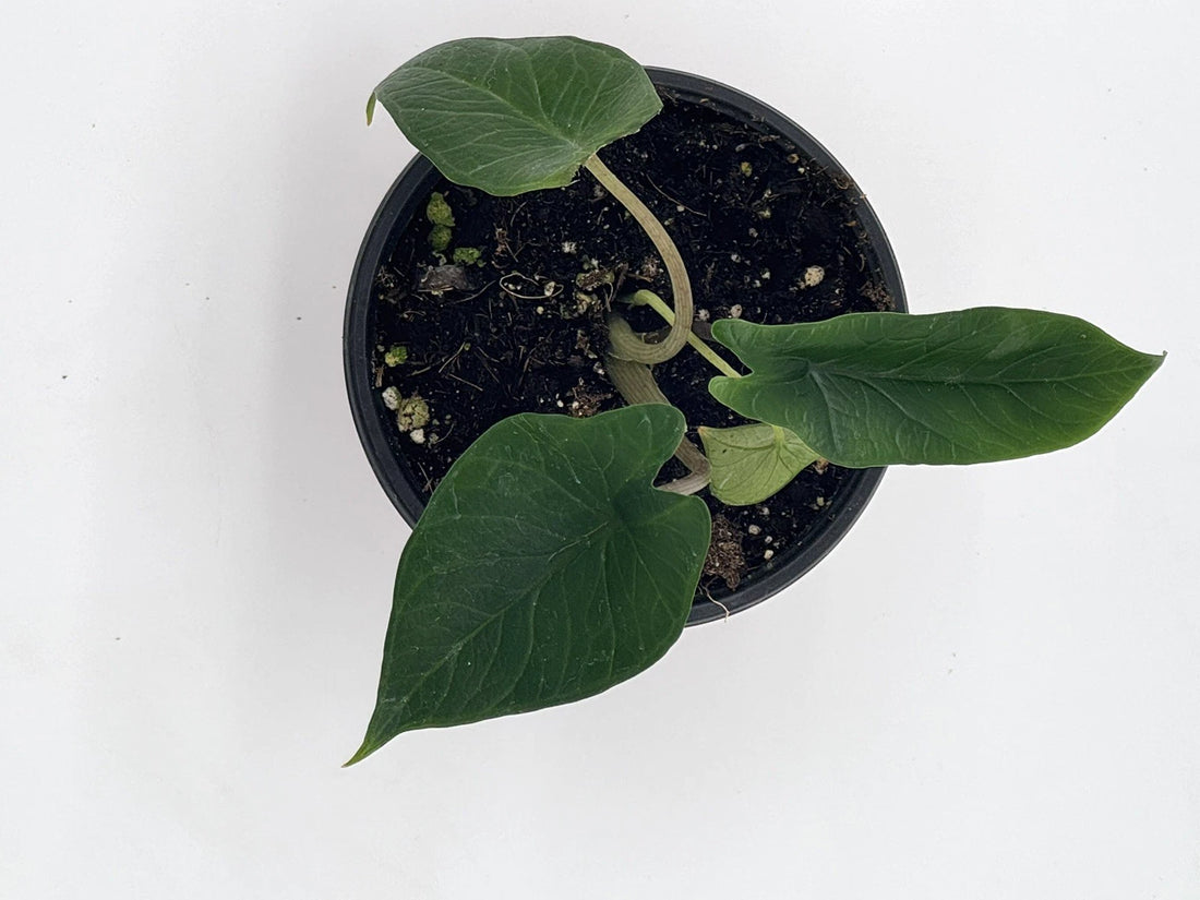 Alocasia Scalprum Samar Lance