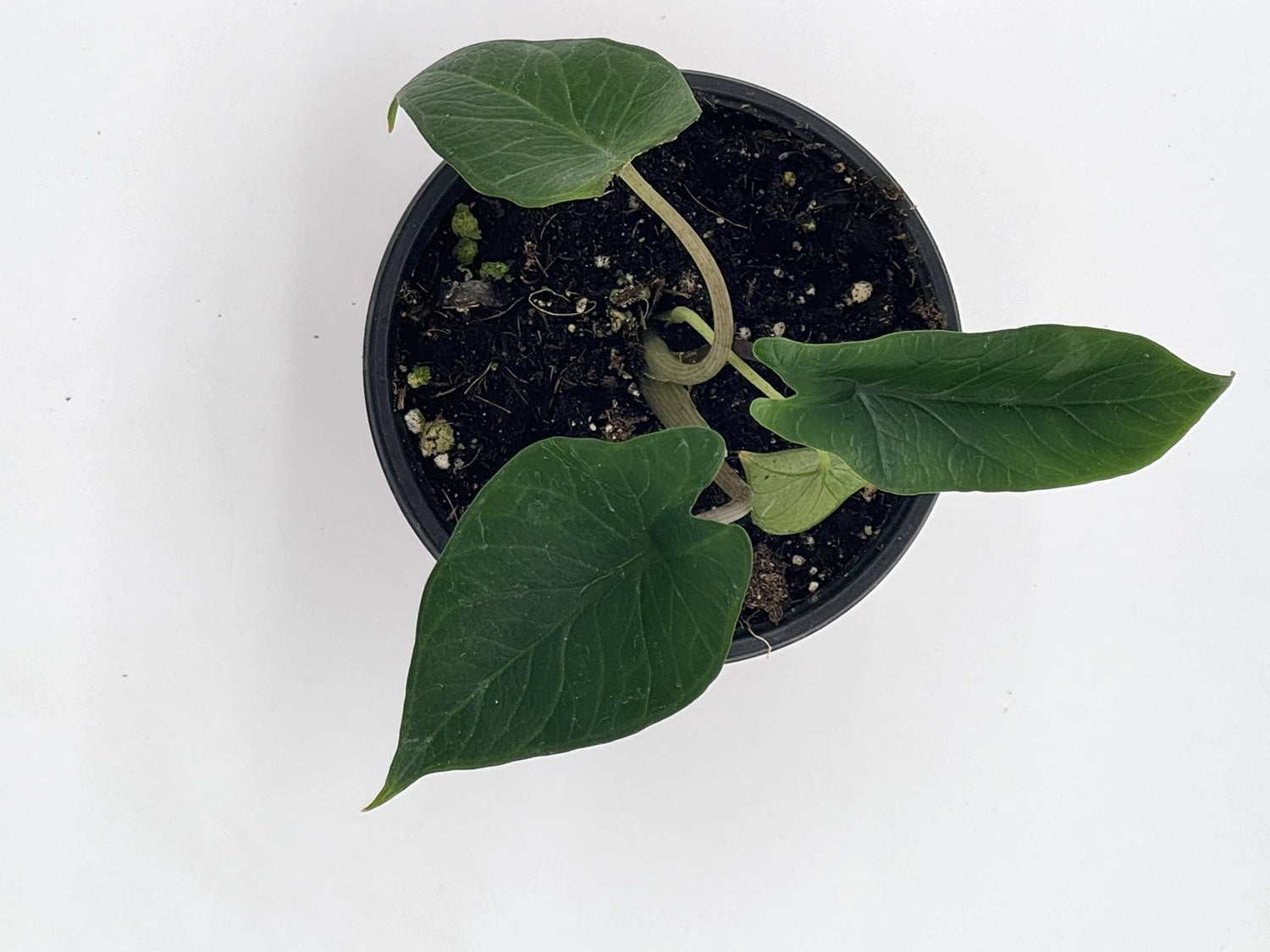 Alocasia Scalprum Samar Lance