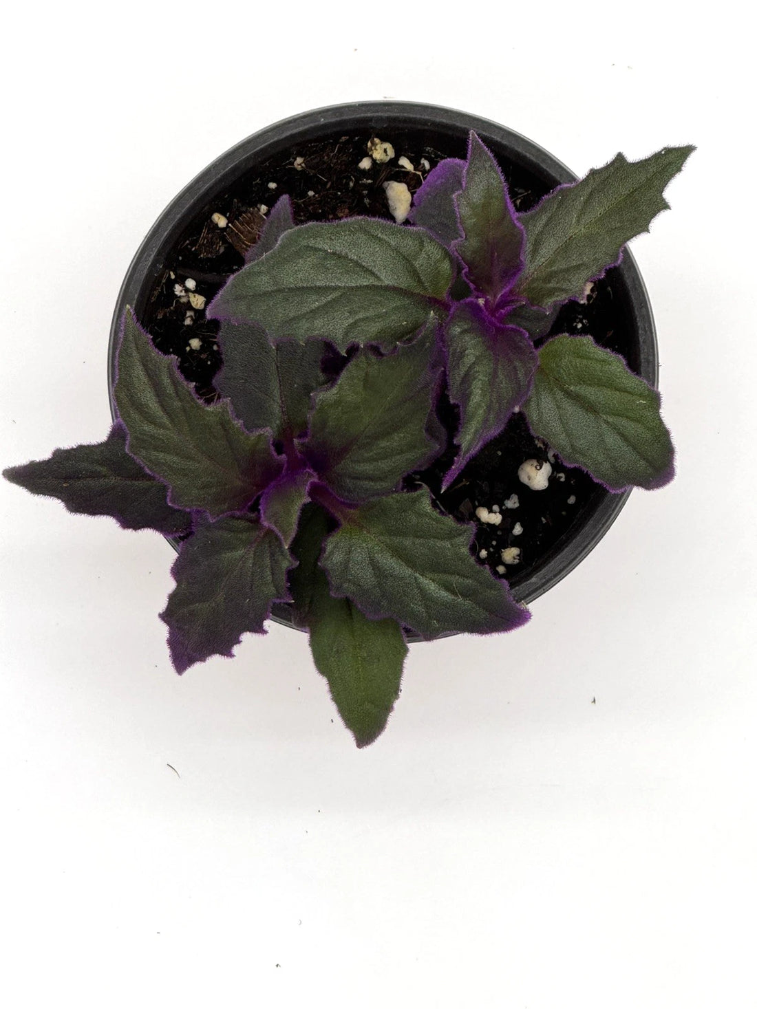 Gynura aurantiaca &