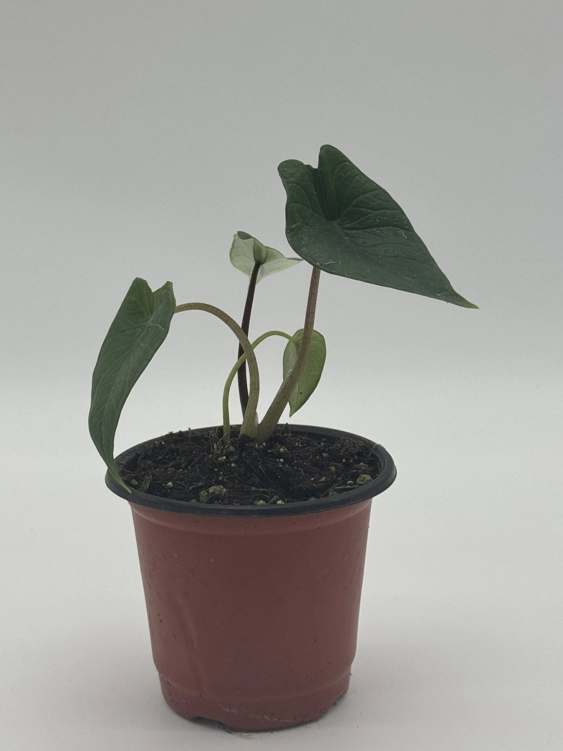 Alocasia Scalprum Samar Lance
