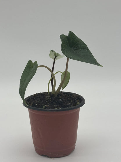 Alocasia Scalprum Samar Lance